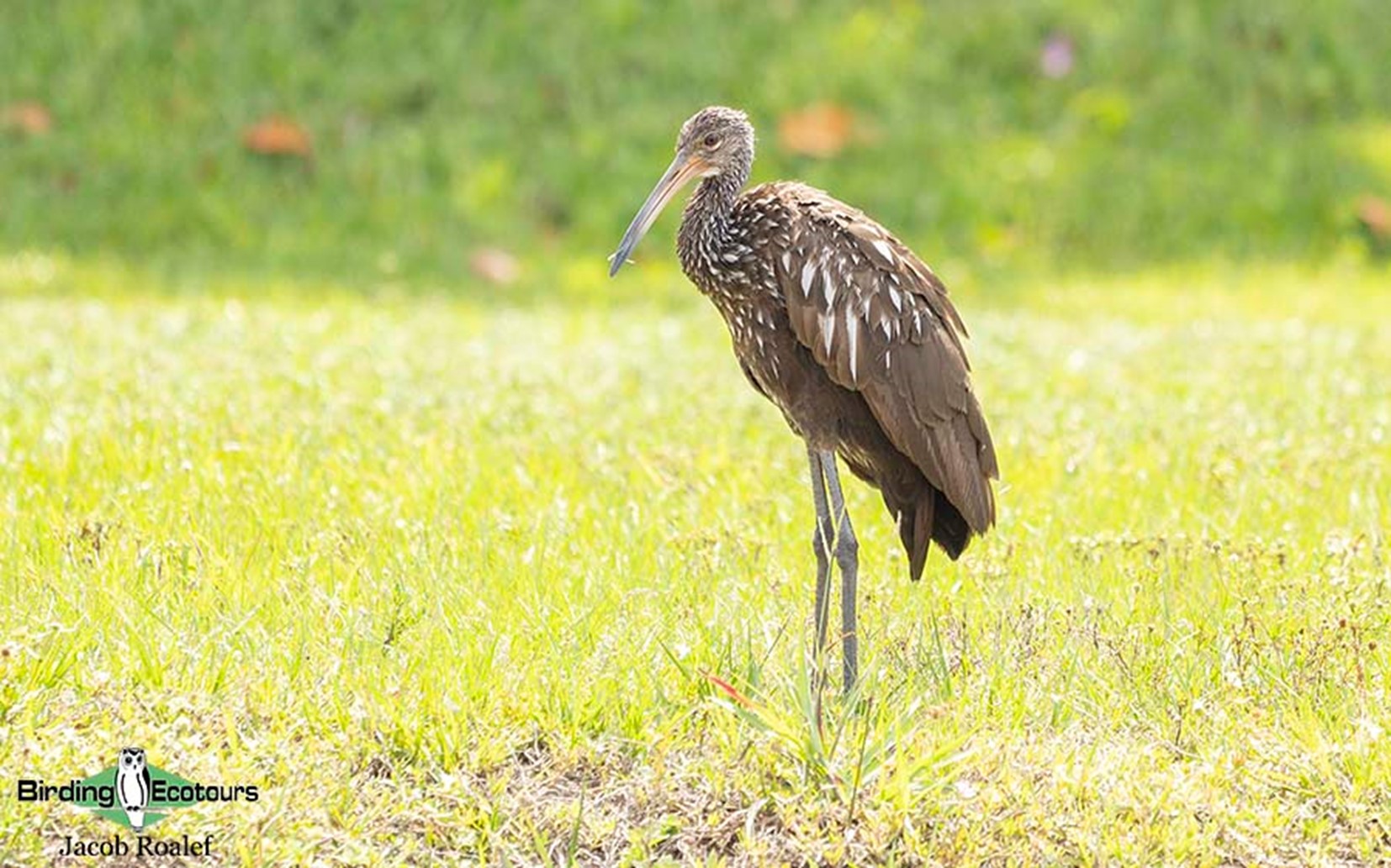 florida bird watching tours