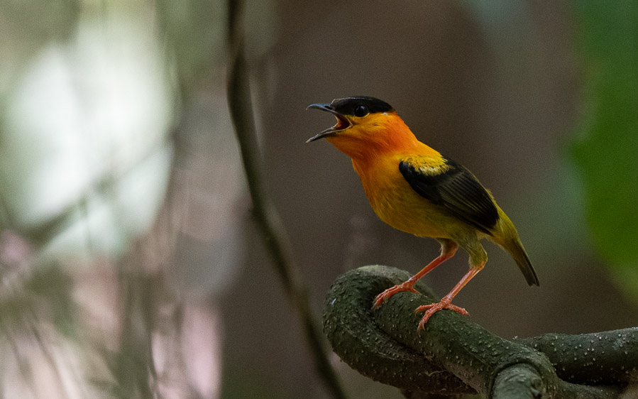 Costa Rica birding tour