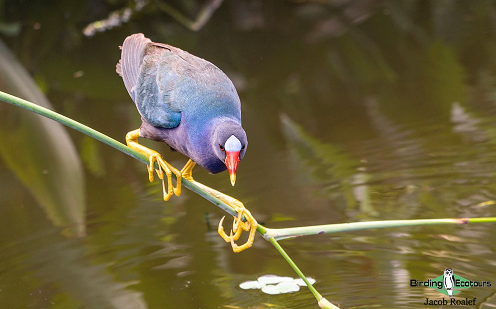 florida bird watching tours