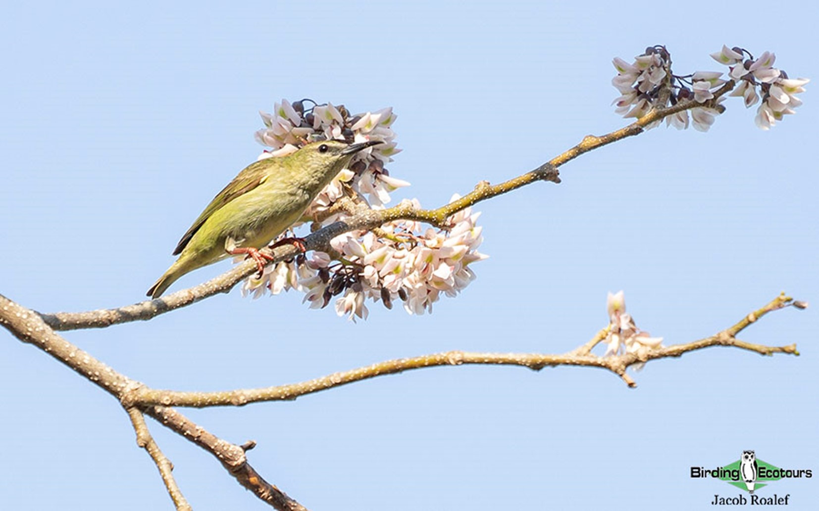 florida bird watching tours