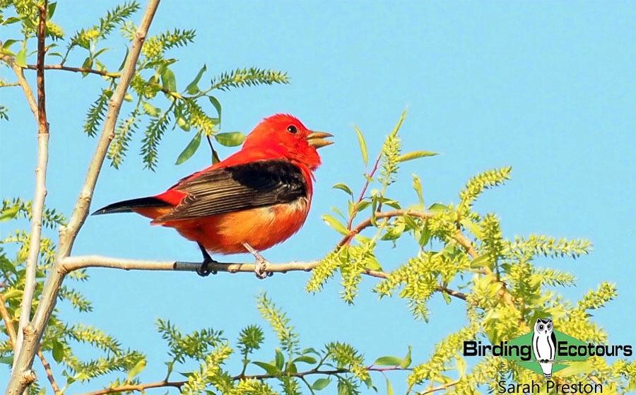 Ohio birding day report 2023