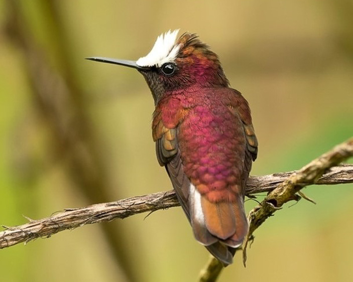 Costa Rica birding tour