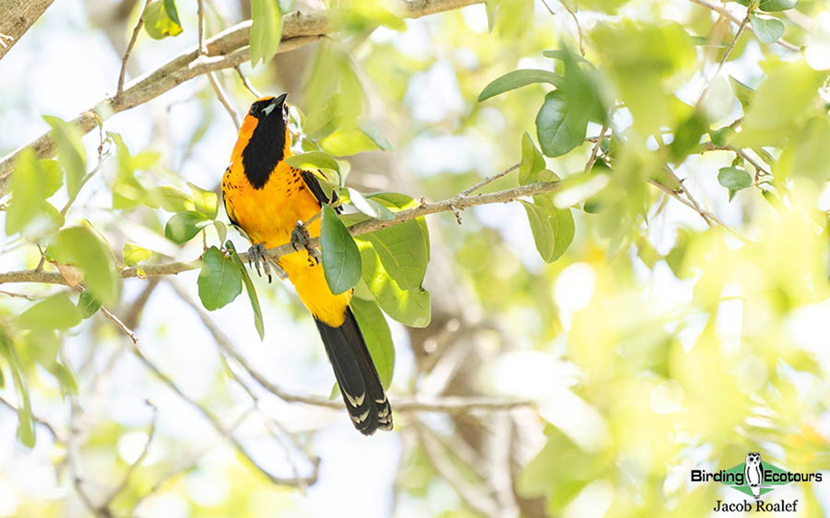 florida bird watching tours