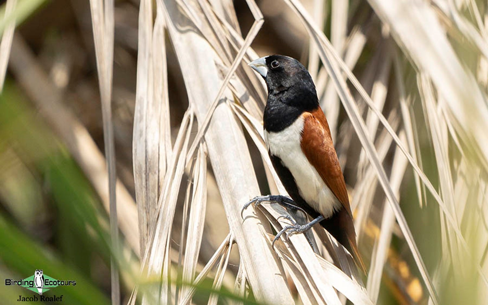 florida bird watching tours