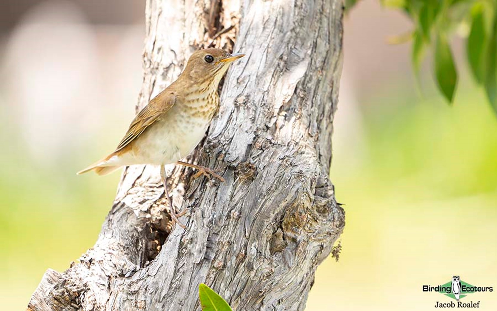 florida bird watching tours