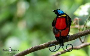Indonesia birding tours