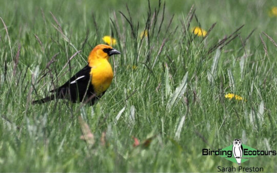 Ohio birding day report 2023