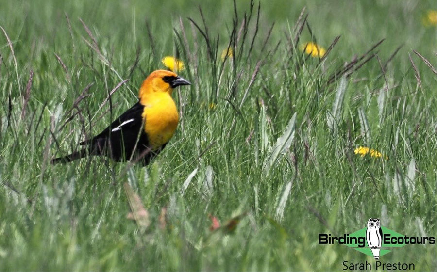 Ohio birding day report 2023