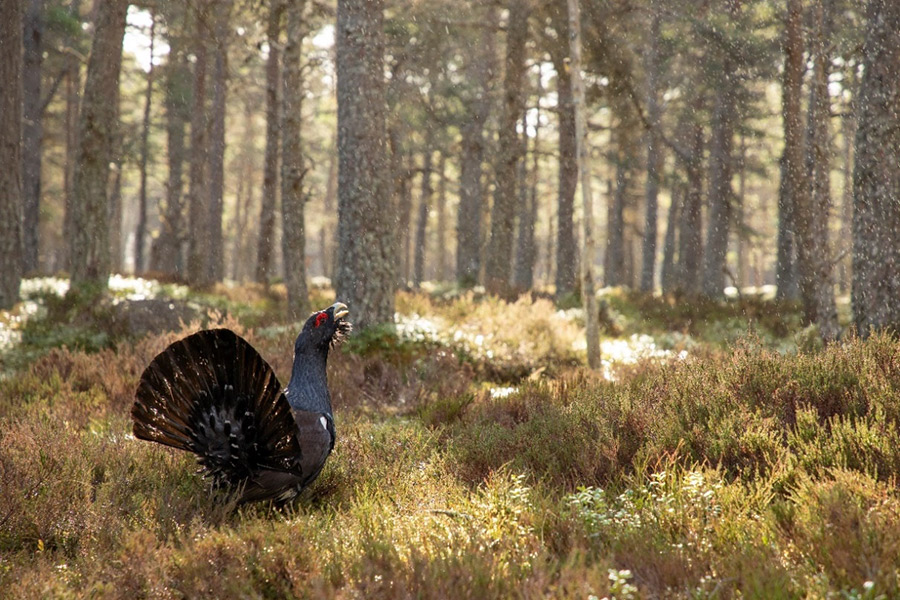 UK capercaillie 