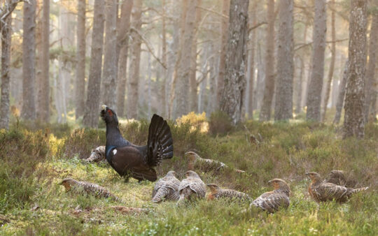 UK capercaillie