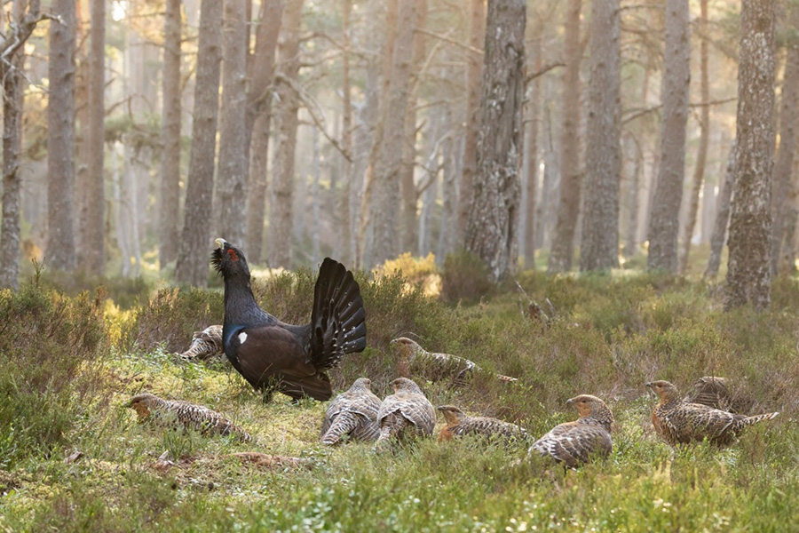 UK capercaillie