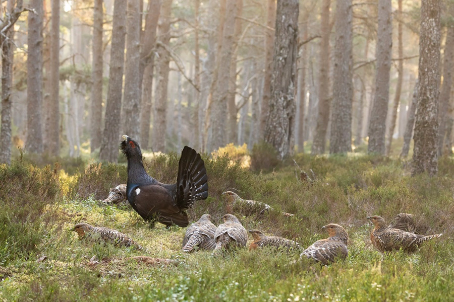 UK capercaillie 