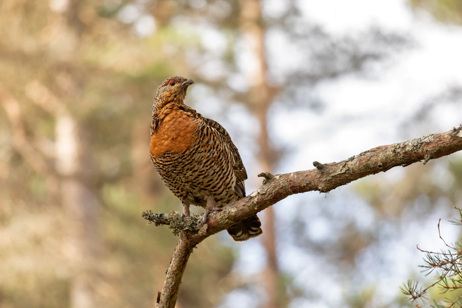 UK capercaillie 