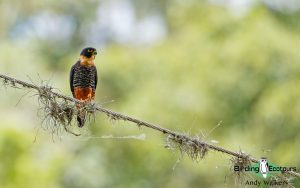 Trinidad and Tobago birding tours