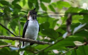 Trinidad and Tobago birding