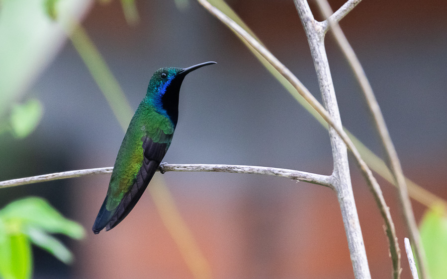 Trinidad and Tobago birding tour