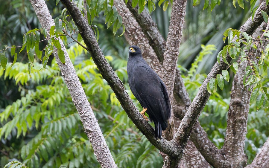 Trinidad and Tobago birding tour