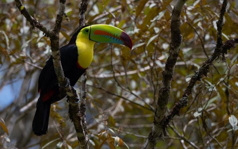 Costa Rica birding tour