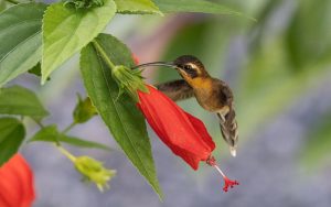 Trinidad and Tobago birding tour