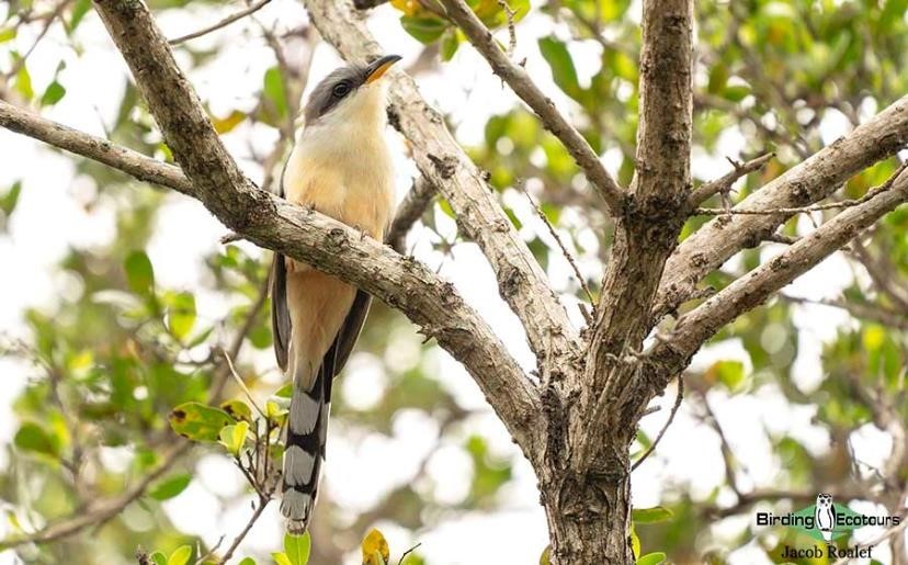 Trinidad and Tobago birding tours