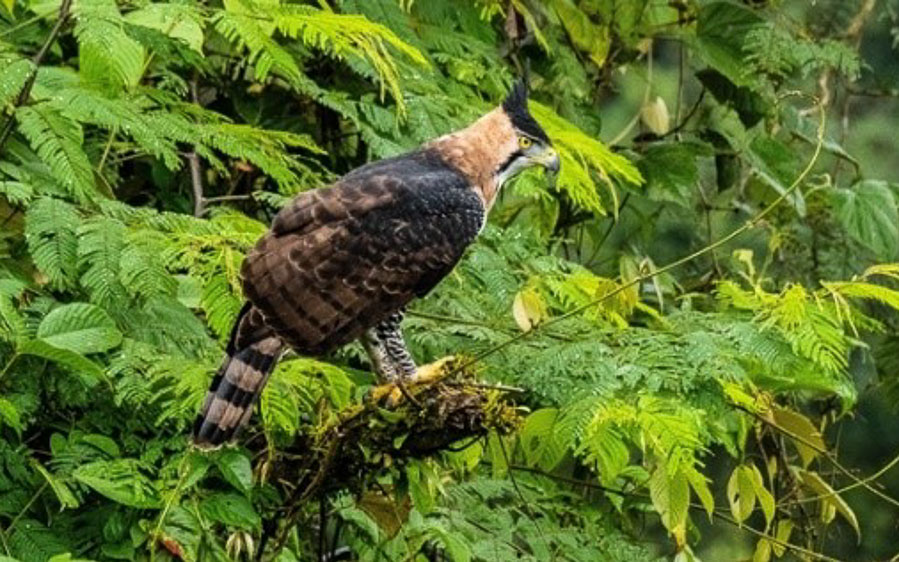 Costa Rica birding tour