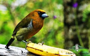 Costa Rica birding tours