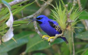 Trinidad and Tobago birding tours