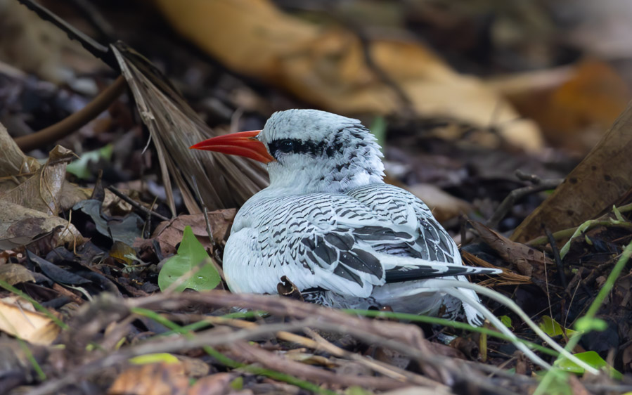 Trinidad and Tobago birding tour