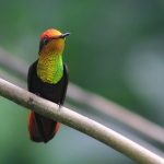Trinidad and Tobago birding tours