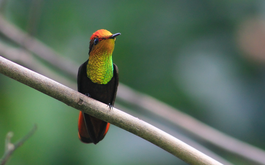 Trinidad and Tobago birding tours