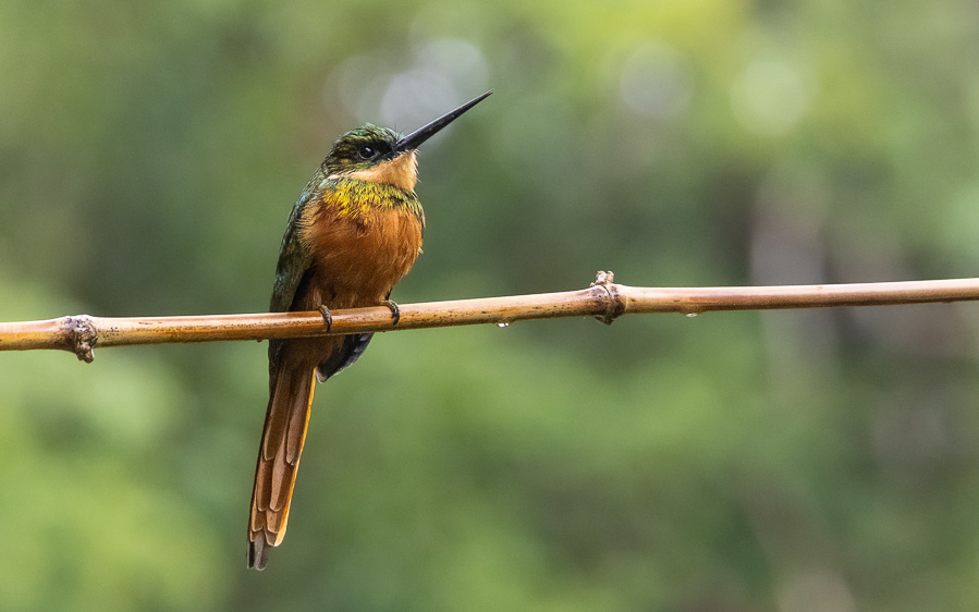 Trinidad and Tobago birding tour