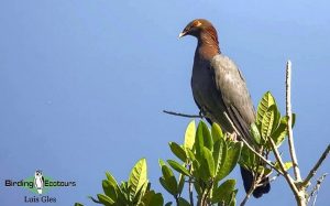 Trinidad and Tobago birding tours