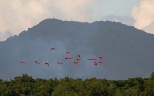 Trinidad and Tobago birding tour