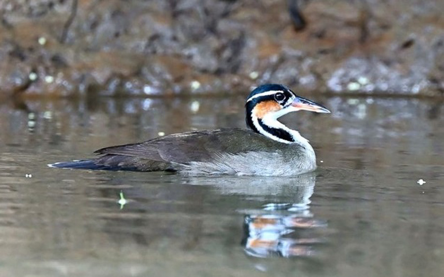 Costa Rica birding tour