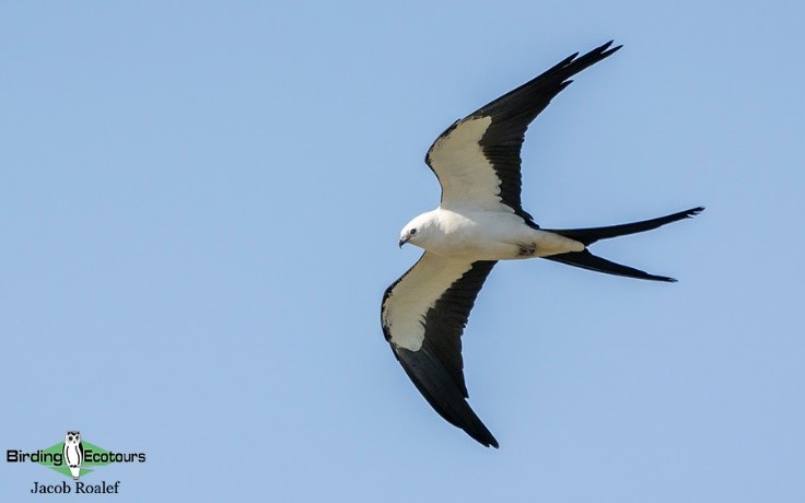 Trinidad and Tobago birding tours