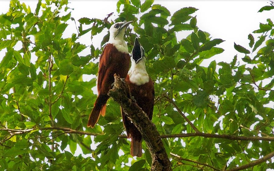 Costa Rica birding tour