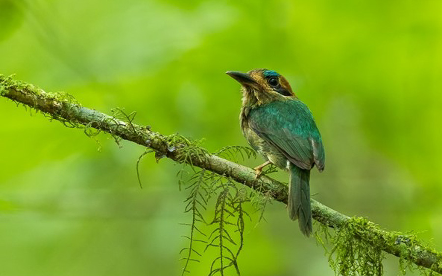 Costa Rica birding tour