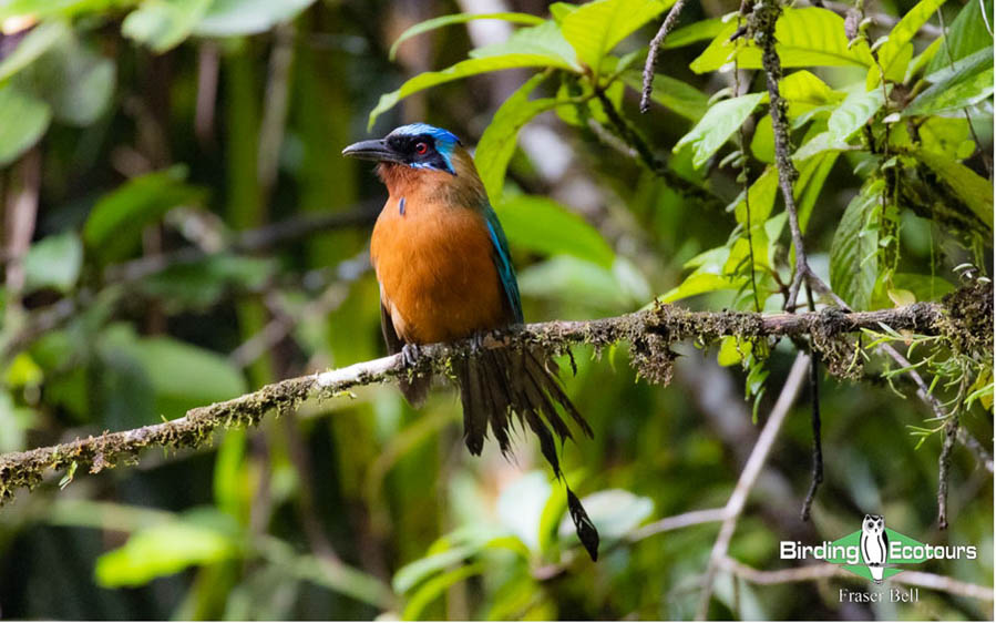 Trinidad and Tobago birding tour