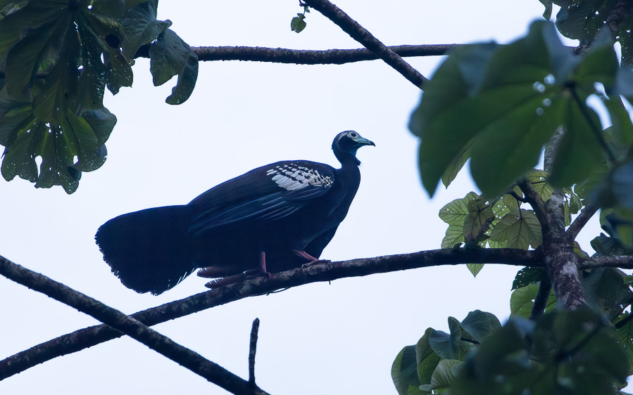 Trinidad and Tobago birding tour