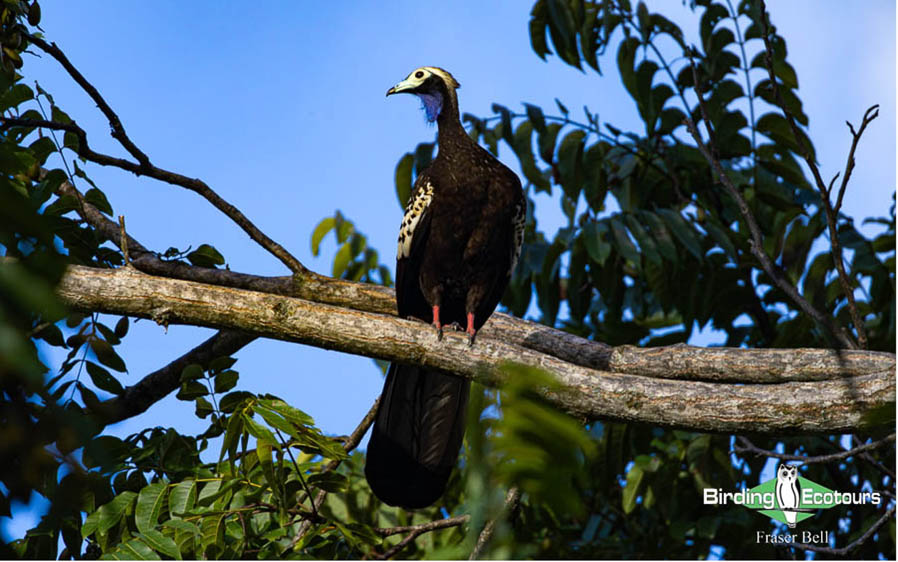 Trinidad and Tobago birding tour