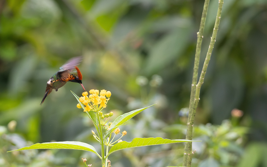 Trinidad and Tobago birding tour