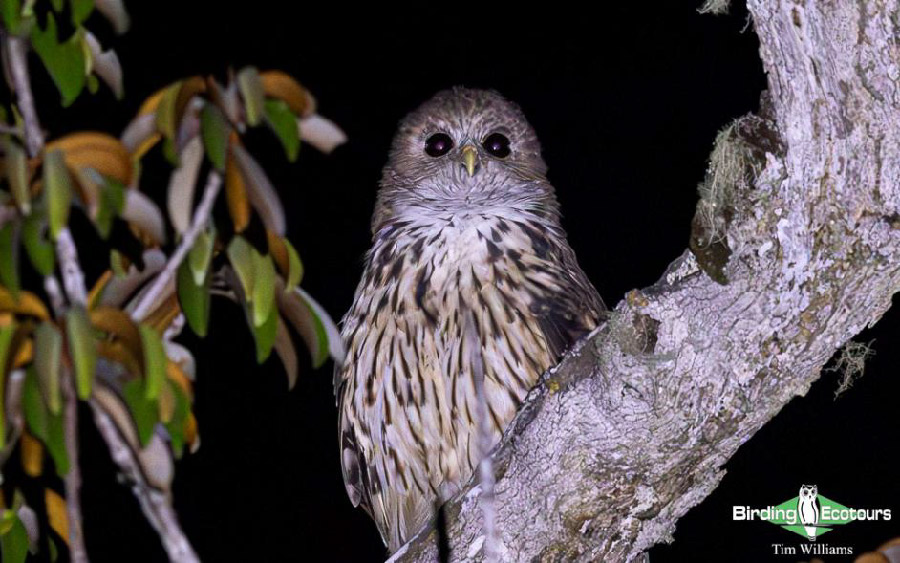 Birding Ecotours Team eBird Update
