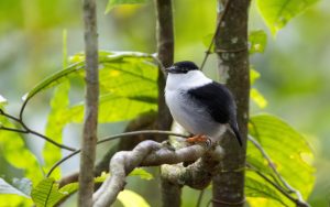 Trinidad and Tobago birding tour