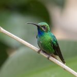 Trinidad and Tobago birding tour