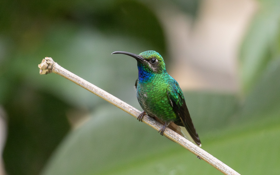 Trinidad and Tobago birding tour