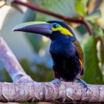 Costa Rica birding tour