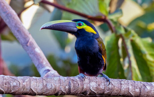 Costa Rica birding tour