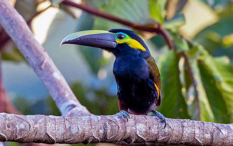 Costa Rica birding tour