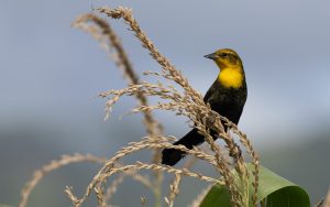 Trinidad and Tobago birding tour