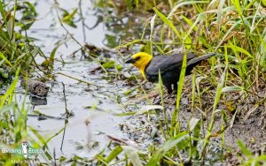 Trinidad and Tobago birding tours